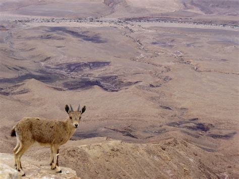 Negev desert photo thread | SkyscraperCity Forum