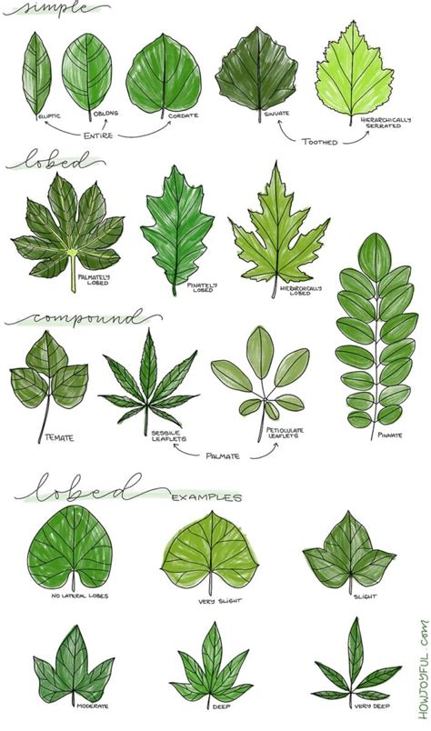 Drawing leaves: How to draw step by step - Doodle a leaf