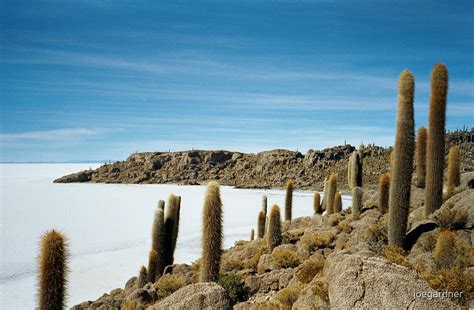 "Ancient Cactus - Salar de Uyuni, Bolivia" by joegardner | Redbubble