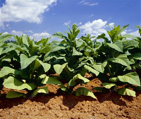 Tobacco plants - Stock Image - E768/0261 - Science Photo Library