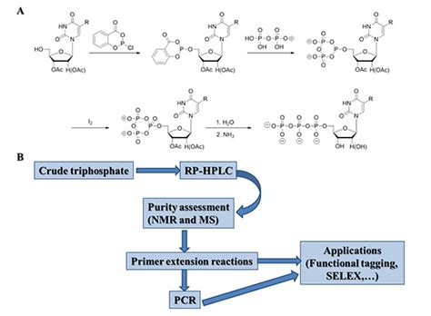 Nucleoside Triphosphates - From Synthesis to Biochemical ...