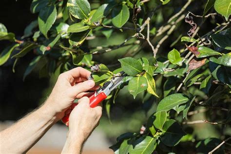 When and How to Prune Camellias | Gardener’s Path