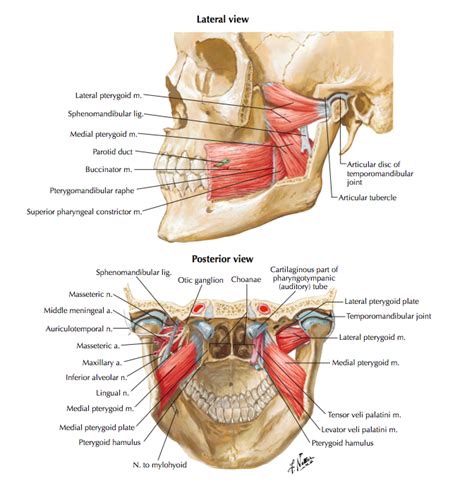 Temporomandibular Joint Disorders - Clinical Anatomy & Assessment ...