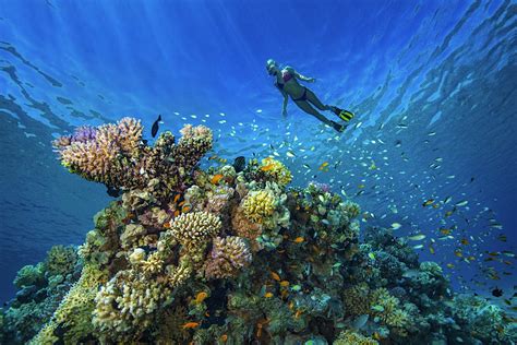 Where to find the best scuba diving sites in the Middle East - Lonely Planet