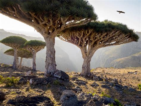 Socotra, Yemen - Wildlife Archives | Wildlife Archives