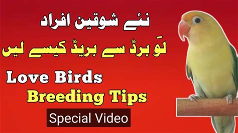 Love bird Breeding | Breeding Tips | Breeding Issues - YouTube