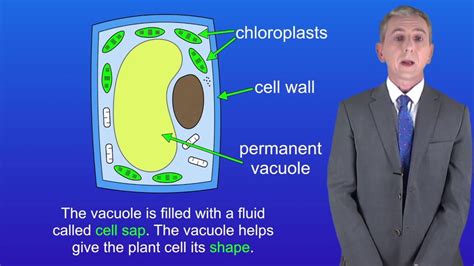 Plant Cell Diagram Gcse Biology