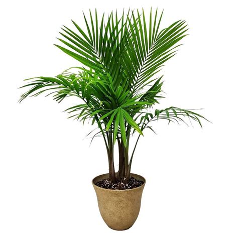 Majesty Palm Tree Plant With Pot Lightweight Resin Planter and Plant Included Home Decoration ...