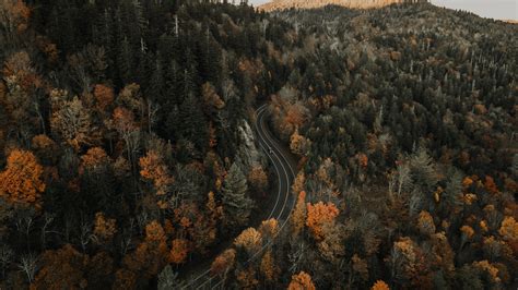 wallpaper road, aerial view, forest, autumn, movement HD : Widescreen : High Definition : Fullscreen