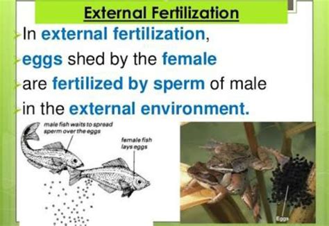 describe the whole process of fertilization in animals. - Brainly.in