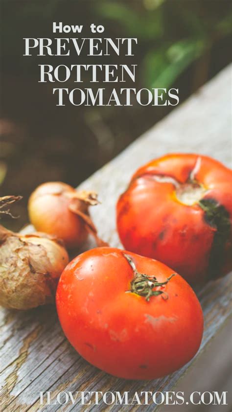 What to Do with Rotten Tomatoes & How to Prevent Disease in your Tomato ...