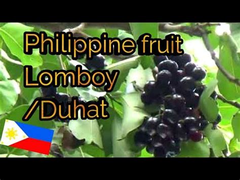 Harvesting Philippine Lomboy Fruit - YouTube