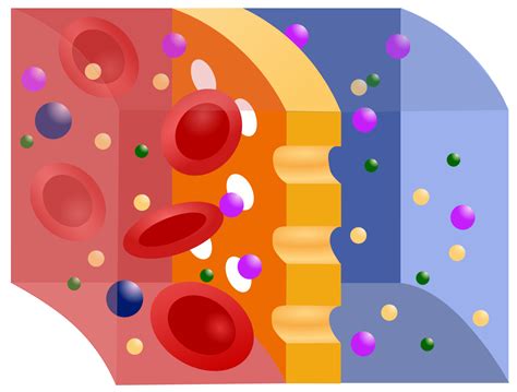 Semipermeable membrane - Wikipedia