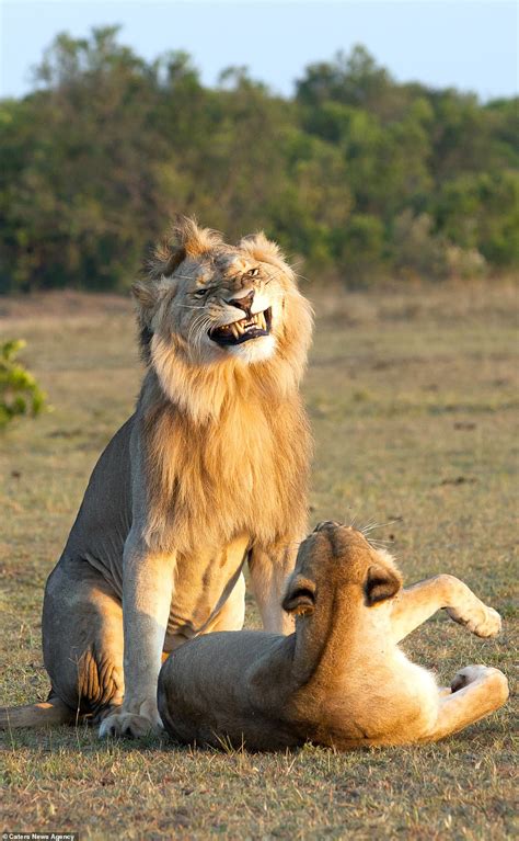 Funny Pictures Of Lion Looking Proud And Passionate As He Mates With A ...