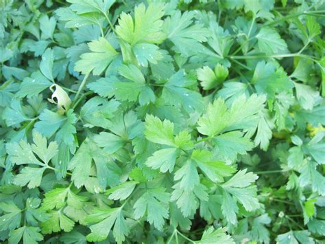 FLORA NEL SALENTO e.. anche altrove: Petroselinum sativum Hoffm. - Apiaceae - Prezzemolo comune