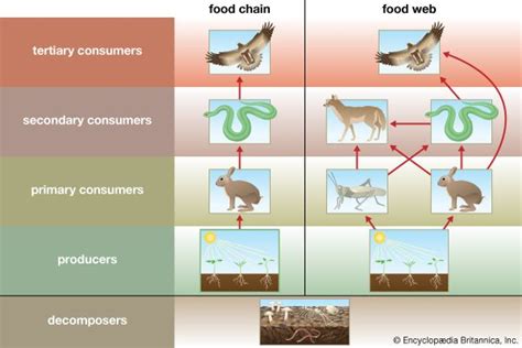 Ecosystem Diagram For Kids