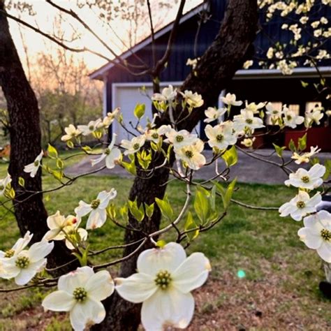 Buy White Flowering Dogwood Trees Online | Garden Goods Direct