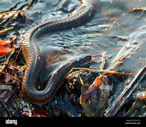 Common water snake crawling in the water in its environment and habitat ...