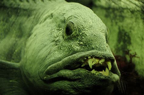 Atlantic Wolffish: The Most Unloved Fish in the Sea?