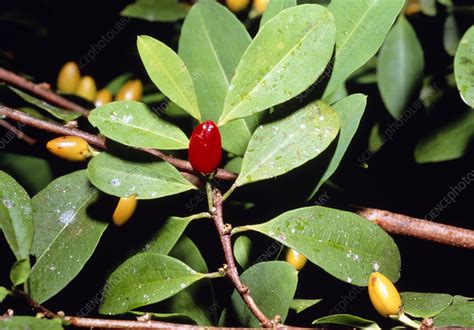 Fruit and leaves of cocaine plant - Stock Image B640/0004 - Science Photo Library