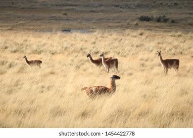 Guanacos Patagonia National Park Landscape Stock Photo 1454422778 ...