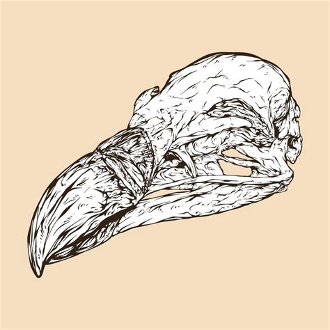 griffon vulture skull head vector illustration 12352014 Vector Art at Vecteezy