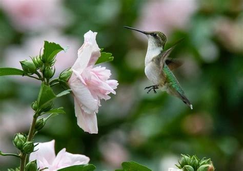 Top 10 Best Hummingbird Bushes to Grow - Birds and Blooms