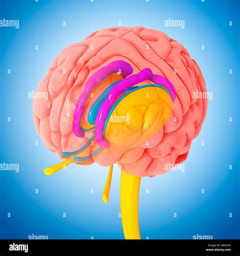 Brain anatomy, artwork Stock Photo - Alamy