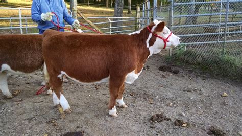 NEW CALVES FOR SALE - SPRING TRAIL RANCH Miniature Hereford Cattle ...