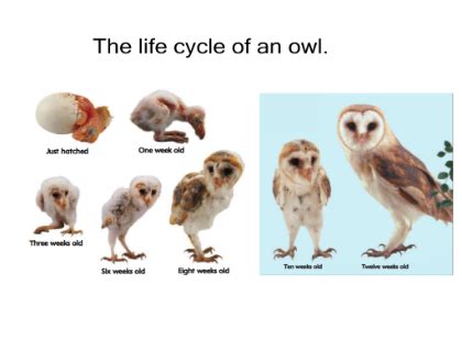 Owl Life Cycle Chart