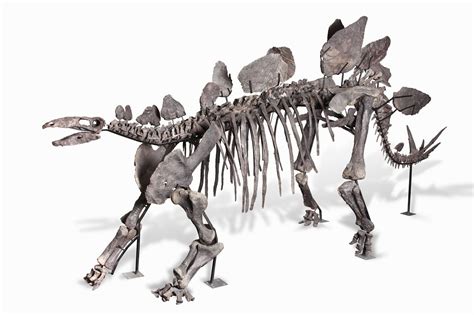 150 million year old full sized Stegosaurus skeleton is up for grabs