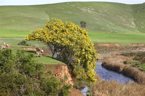 Second Chance Images: Wattle tree South Australia