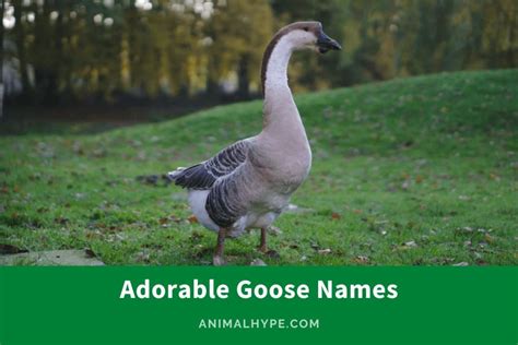 363 Adorable Goose Names for Your Feathered Friend - Animal Hype