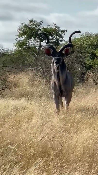 Exploring Wildlife(fauna bravia em Moçambique 🇲🇿) - YouTube