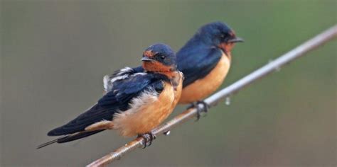 Barn Swallow Behavior Shift May Be Evolutionary | CALS