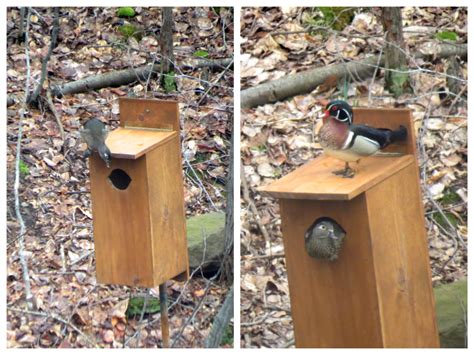 Wood Duck Nesting Box Brings A Variety of Avian Visitors – Wildlife Leadership Academy