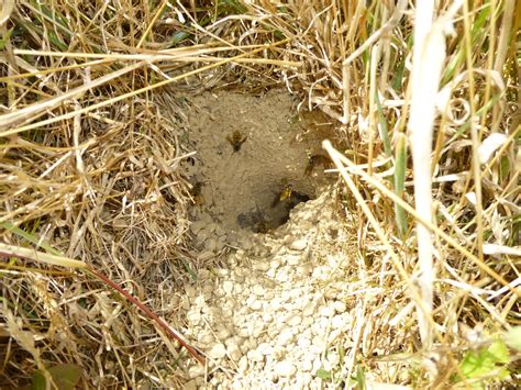 Wasp nest | German wasp (Vespula germanica) | epitree | Flickr