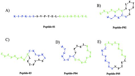 Schematics of designed peptides: (A) P-01: Linear knuckle epitope... | Download Scientific Diagram