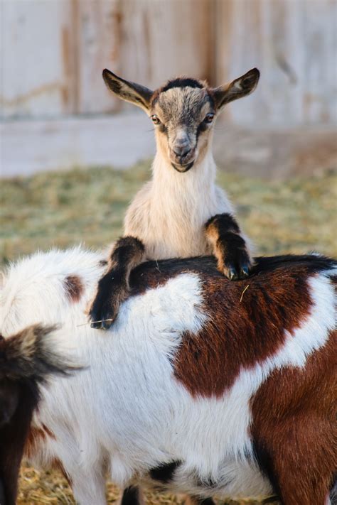 Mini Alpine Buckling 2021 | Rusty Bench Farm and Orchard