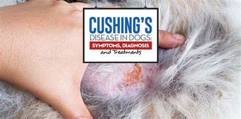 Cushing's Disease in Dogs: Science on Symptoms, Diagnosis, Treatments