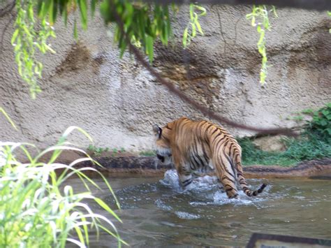 Memphis Zoo | Memphis zoo, Zoo, Animals