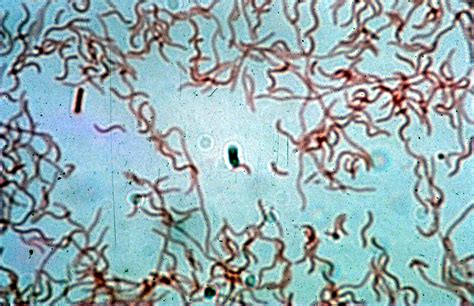 Bacteria, Large Images