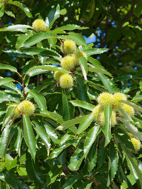 Chestnut Seedlings — Raintree Nursery