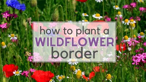 How To Grow A Wildflower Border - Design Talk