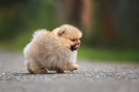 Teacup Pomeranian Breed Info: Facts, Puppy Price & More!