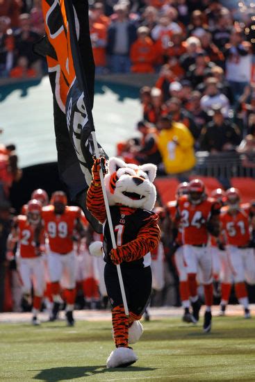 Cincinnati Bengals Mascot First Half Nfl Editorial Stock Photo - Stock ...