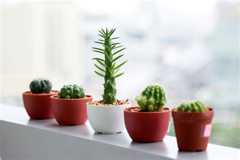 14 Best Succulents for Office - caregroomlove