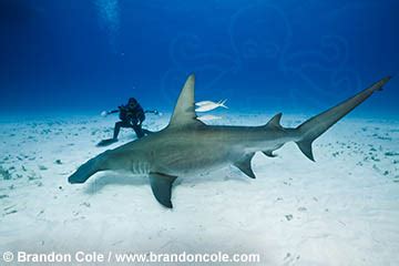 Great Hammerhead Shark Size