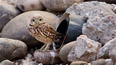 Burrowing Owls: Building Habitat in Phoenix, AZ - YouTube