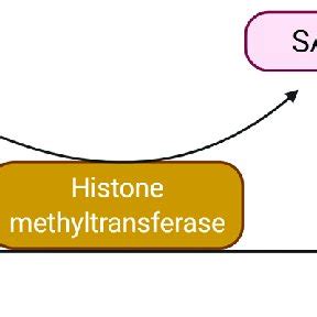 Overview of the mechanism of histone methylation by a... | Download Scientific Diagram